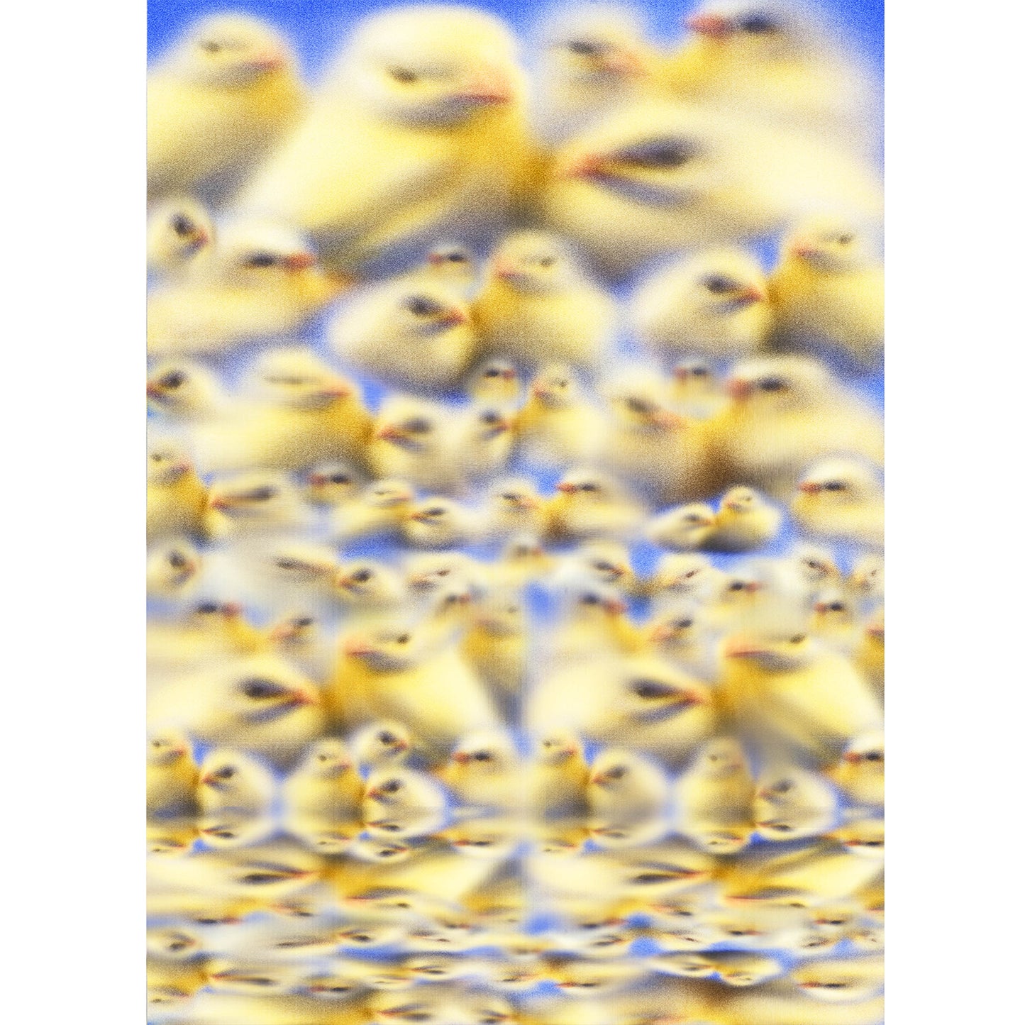 Pollis